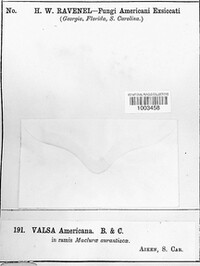 Valsa americana image